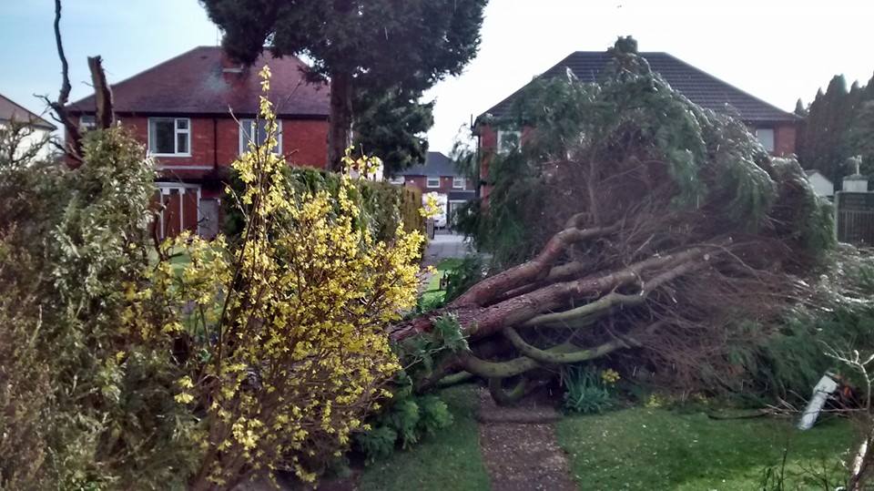 Dangerous & Windblown Trees